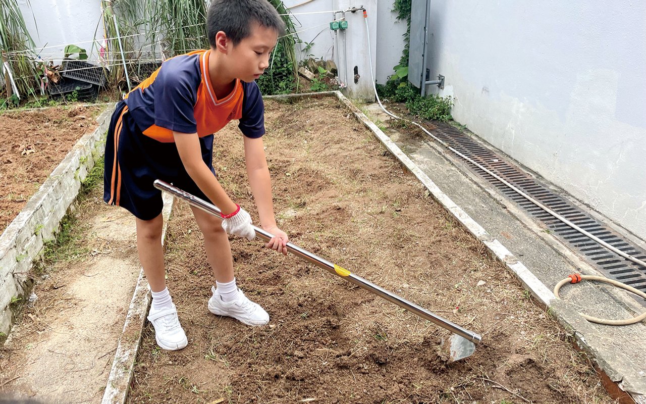 每班學生獲分配一小塊農地及菜種